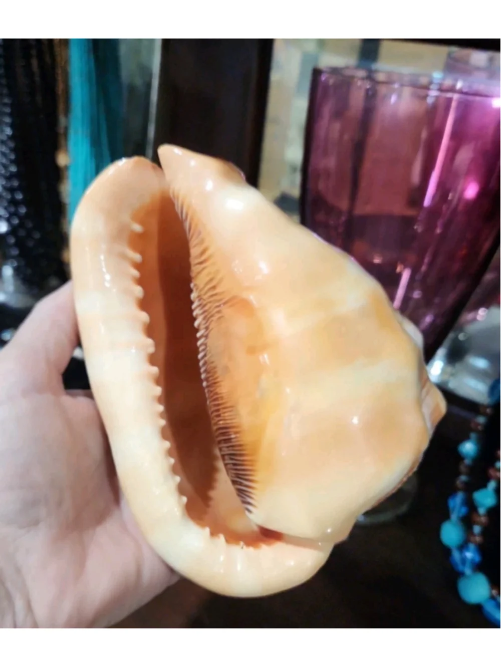 Natural Red Cameo Cypraecassis Conch Sea Shell 6x5x4